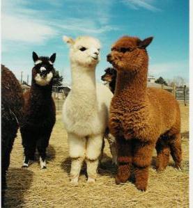 Alpaca: cos'è questa creazione?