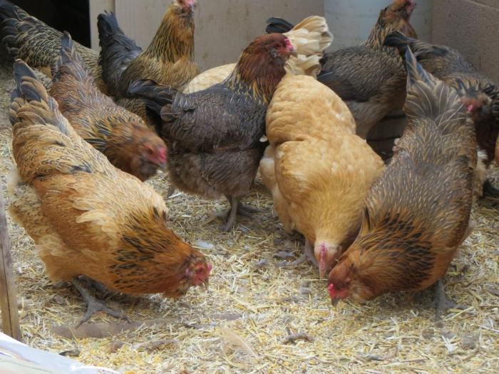 Cosa viene nutrito dalle galline che trasportano le uova?