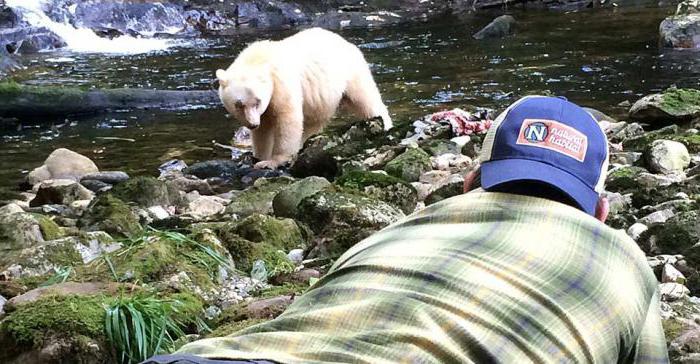 cosa fare se incontro un orso nella foresta del nord