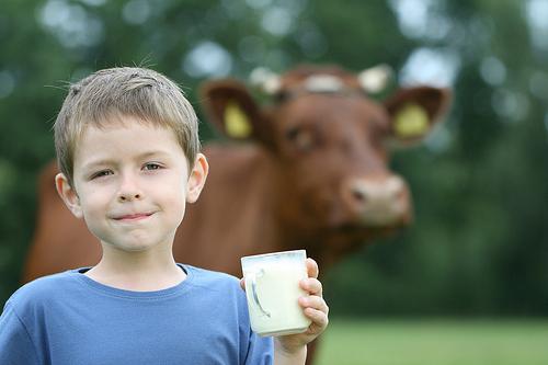 Di cosa è fatto il latte? Come fare il latte in polvere?