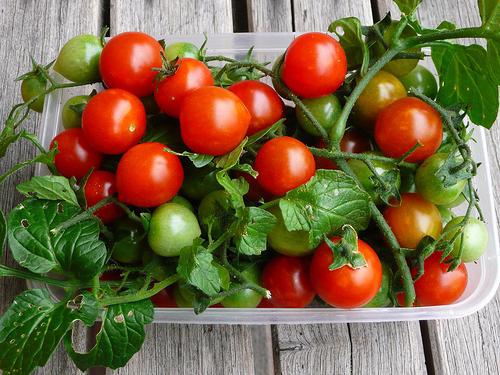 Quali fertilizzanti al potassio per i pomodori sono ottimali?