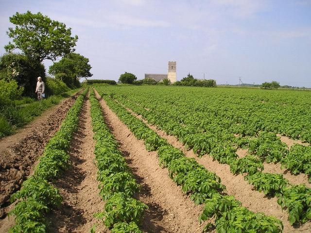 Piantatrice di patate con le proprie mani: il principio del lavoro, le caratteristiche del design