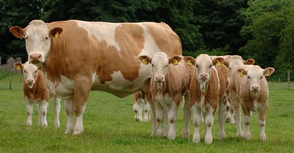 Cow Simmental