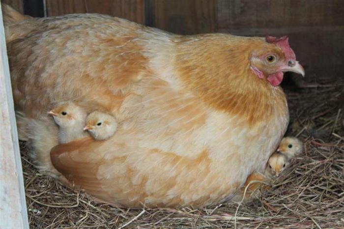 pet allevamento di galline ovaiole