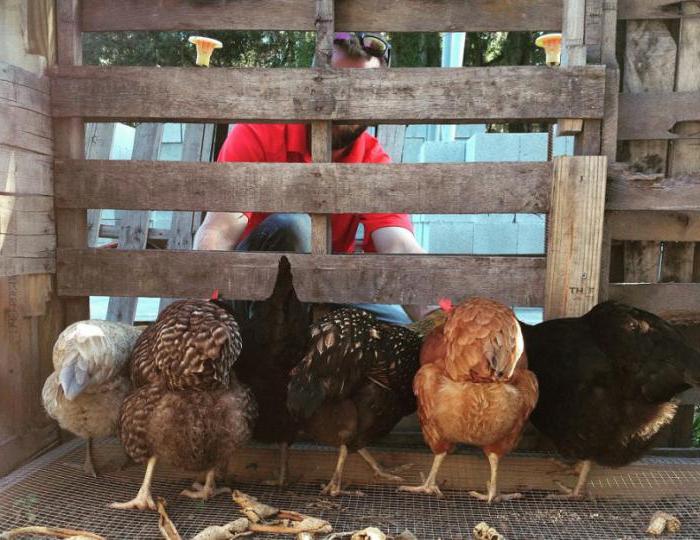 allevamento di galline per uova