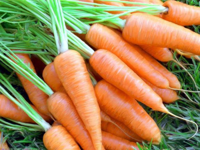 semi di carota