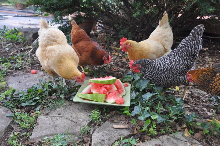 di mangiare galline a casa