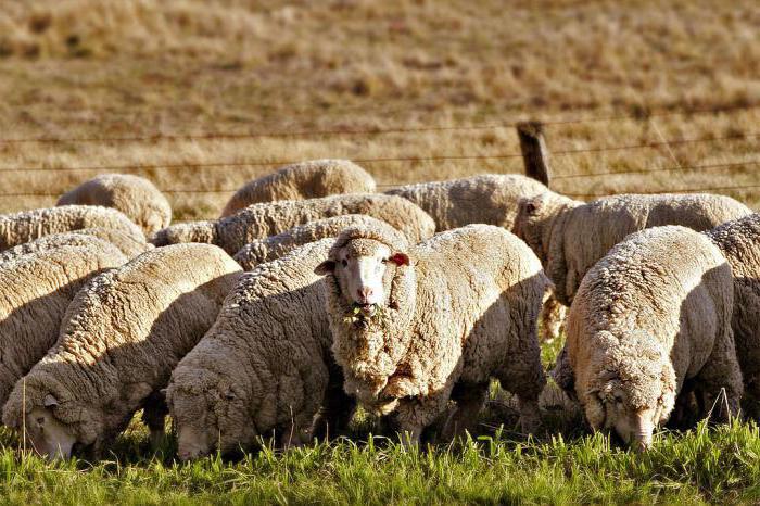 razze ovine felpate sono pecore con fini