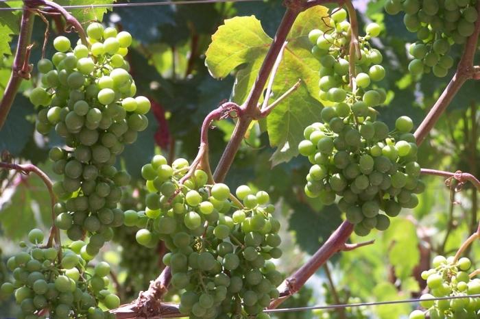 Uva. I tipi di vino contengono fino al 70% di zucchero