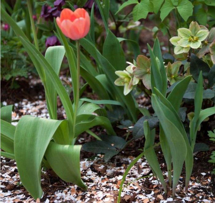 l'uso del guscio d'uovo per il giardino