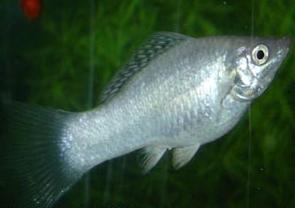 Mollies Breeding Aquarium Fish: allevamento e cura