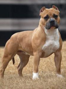 American Bulldog - un cane difficile per persone con uno spirito forte