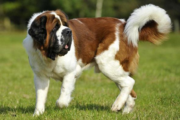 Beethoven: la razza di cane San Bernardo, una delle più popolari al mondo