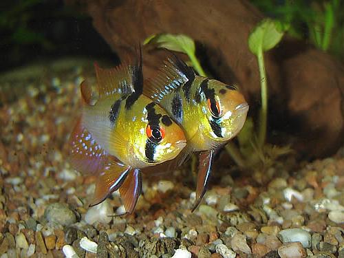 apistogramma del contenuto di ramirezi