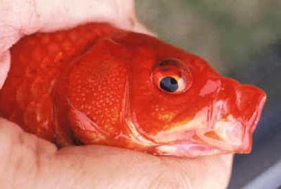 Malattie del pesce rosso