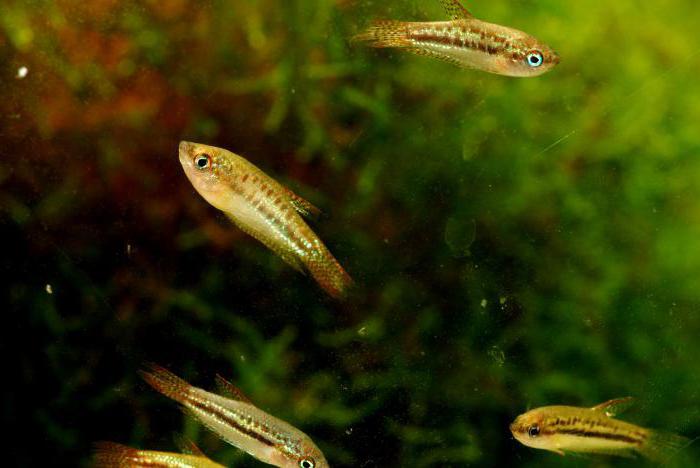 Nano Gourami: descrizione, contenuto, foto