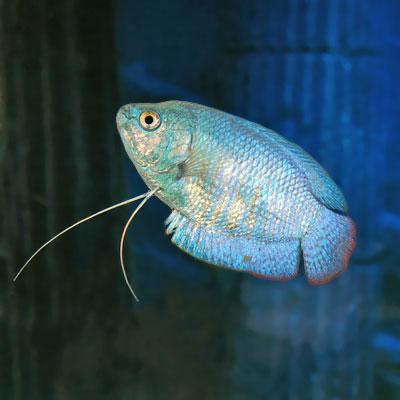 Femmine Gourami