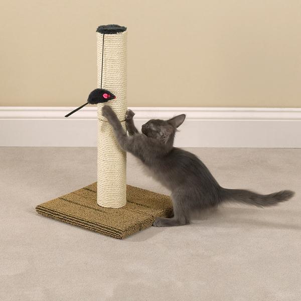 Come svezzare un gatto per strappare uno sfondo. Metodi di base