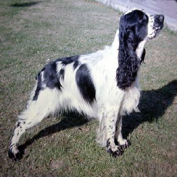 Preferito della famiglia - spaniel inglese