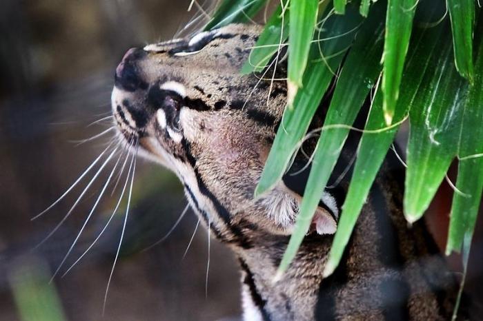 gli ocelot sono fatti in casa