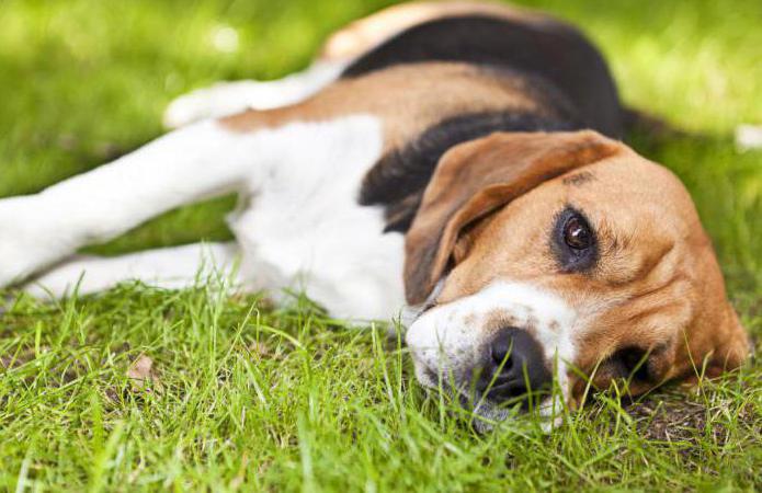 il cane è stato morso da una vespa nella zampa cosa fare