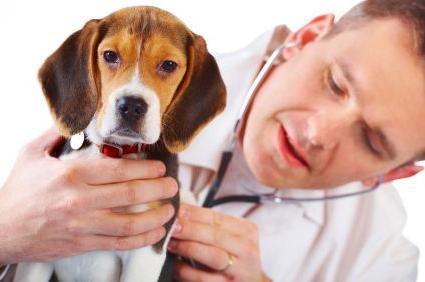 Diarrea in un cane con sangue: cosa fare