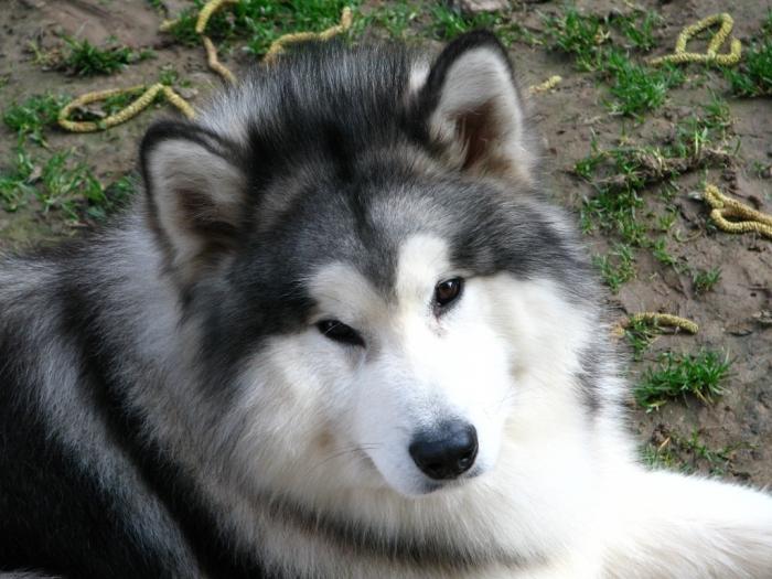 Razza di cani Malamute: informazioni generali sull'Alaska "orso"