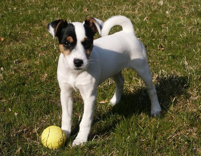 Parson Russell Terrier