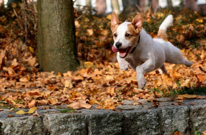 Cuccioli di Parson sparsi terrier