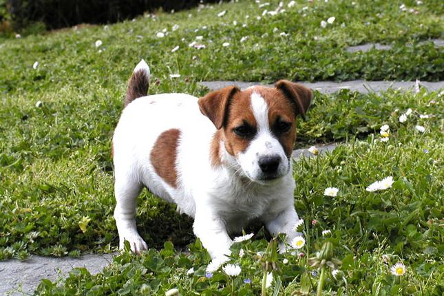 razza di cane Parson Russel Terrier