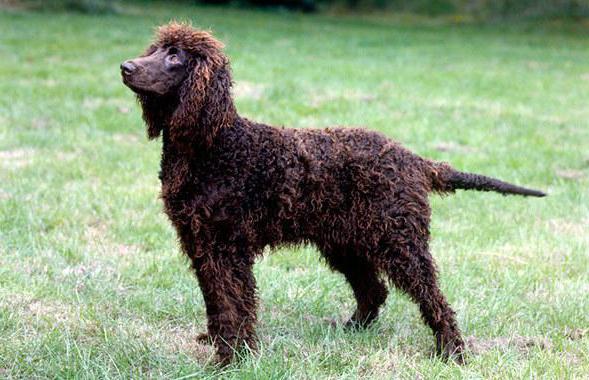 acqua spaniel irlandese