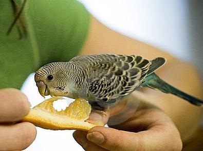 quante volte per nutrire il pappagallo ondulato