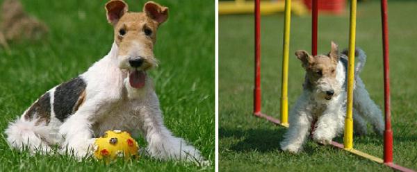 Fox terrier rivestito. Carattere, cura, foto