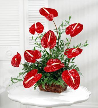 Anthurium rosso: cura e coltivazione