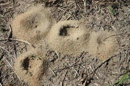 combattere le formiche nel giardino