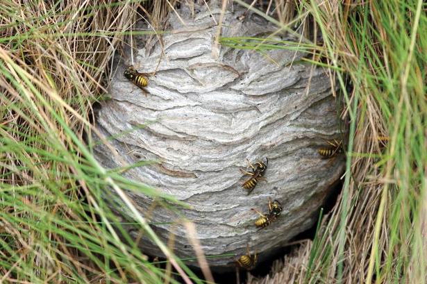 La lotta contro le vespe nel paese con metodi diversi