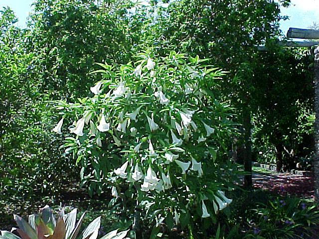 Datura fiori - una pianta insolita e magica nel tuo giardino