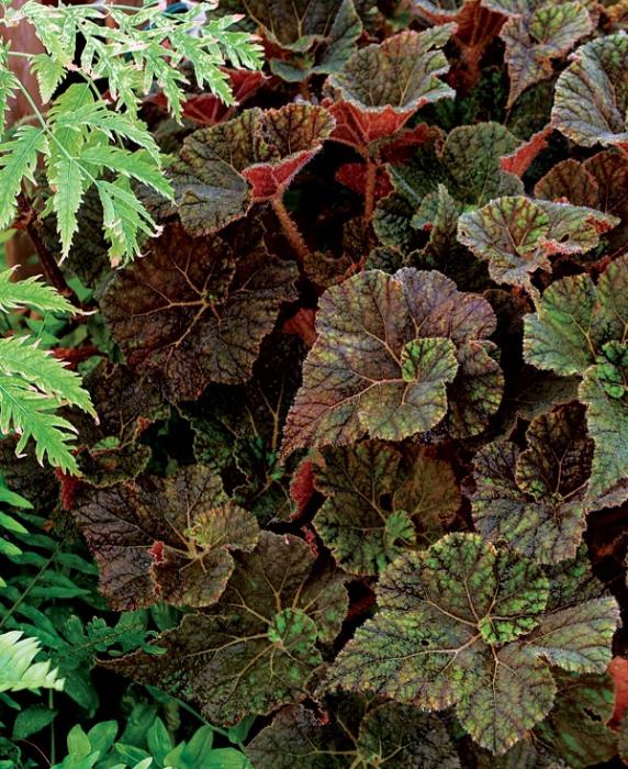 fiore di begonia