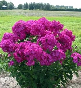 phlox di fiori