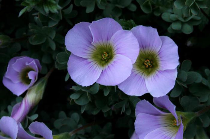 Fiore oxalis: cresce a casa, foto