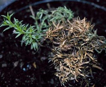 immagini di phlox disease