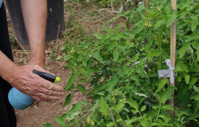 Come dissolvere il solfato di rame? Trasformazione di alberi da frutto e arbusti