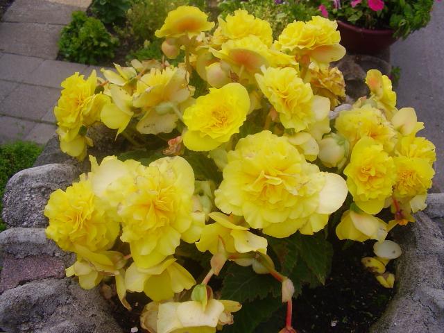 mix di begonia terry