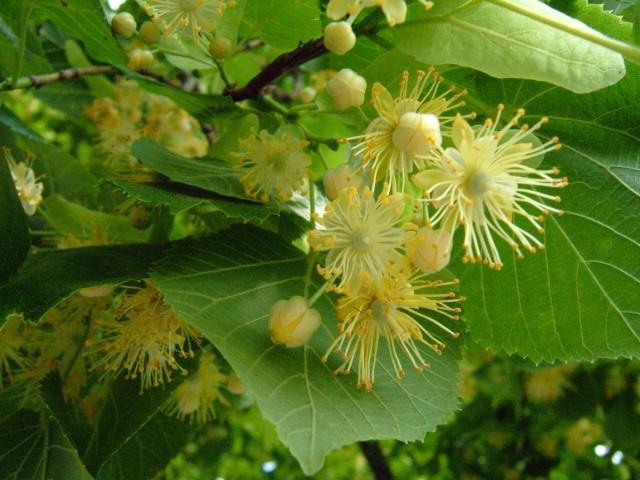 Quale albero fiorisce più tardi nel mezzo della Russia?