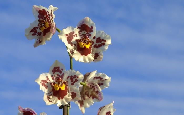 foto di orchidee cumbria