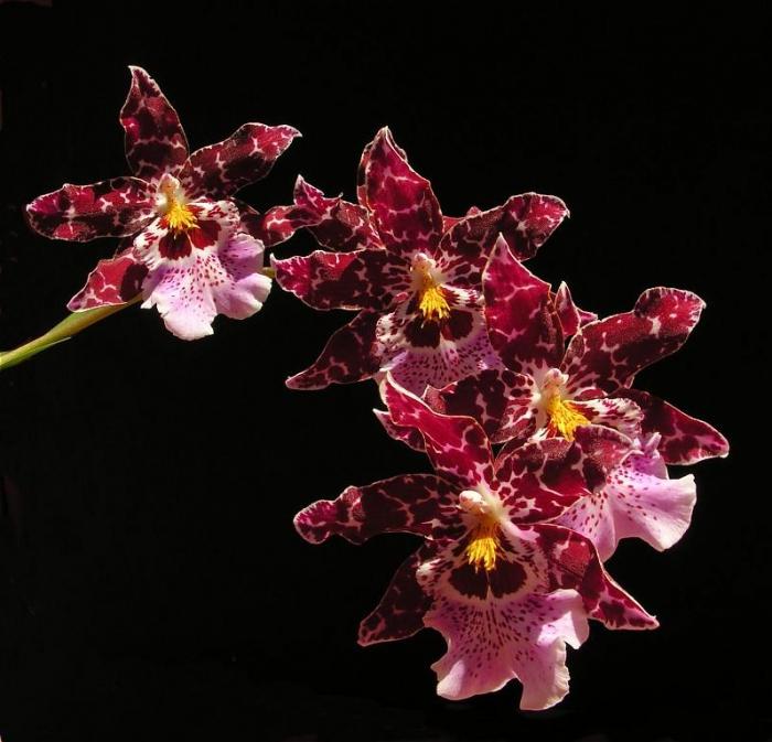 Cumbria - un'orchidea per coloro che sono malati di phalaenopsis