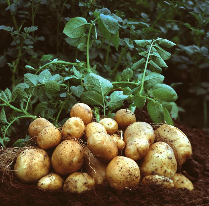 Patate Tuleevsky: descrizione della varietà (foto)