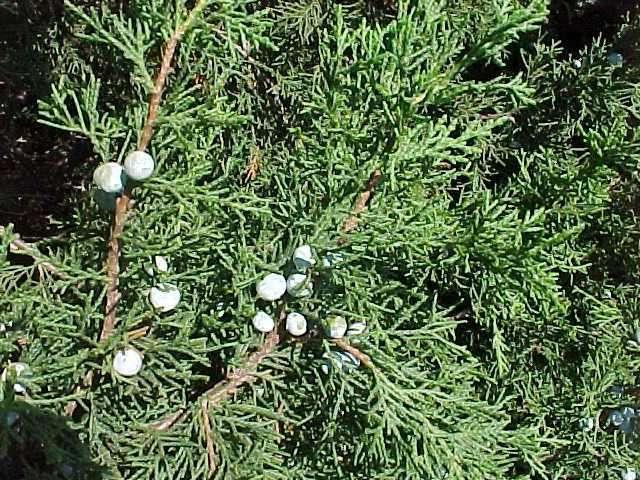 Juniperus Chinese Strict