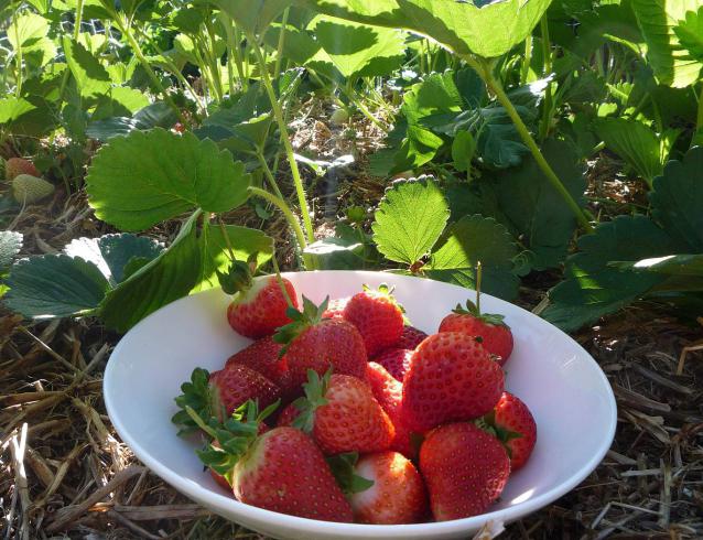 Marmellata di fragole отзывы 