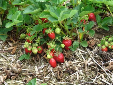 descrizione della varietà di marmellata di fragole 